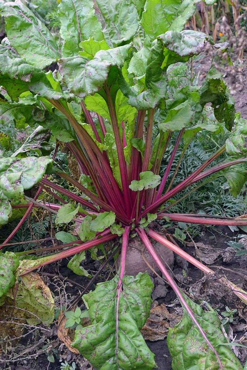 Healthy tops do not diagnose the root problem
