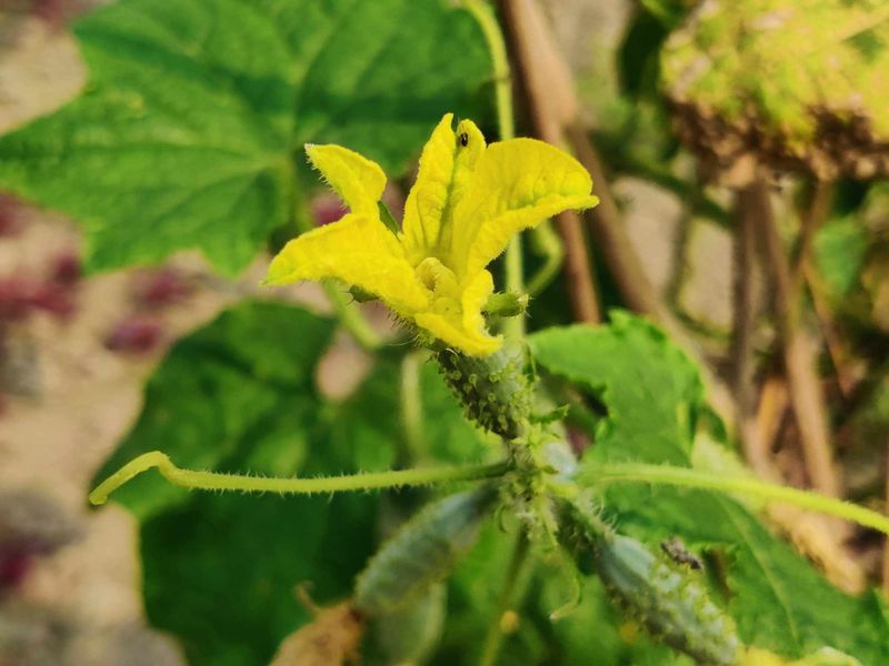 Heat Can Reduce Fruit Set Even With Adequate Moisture