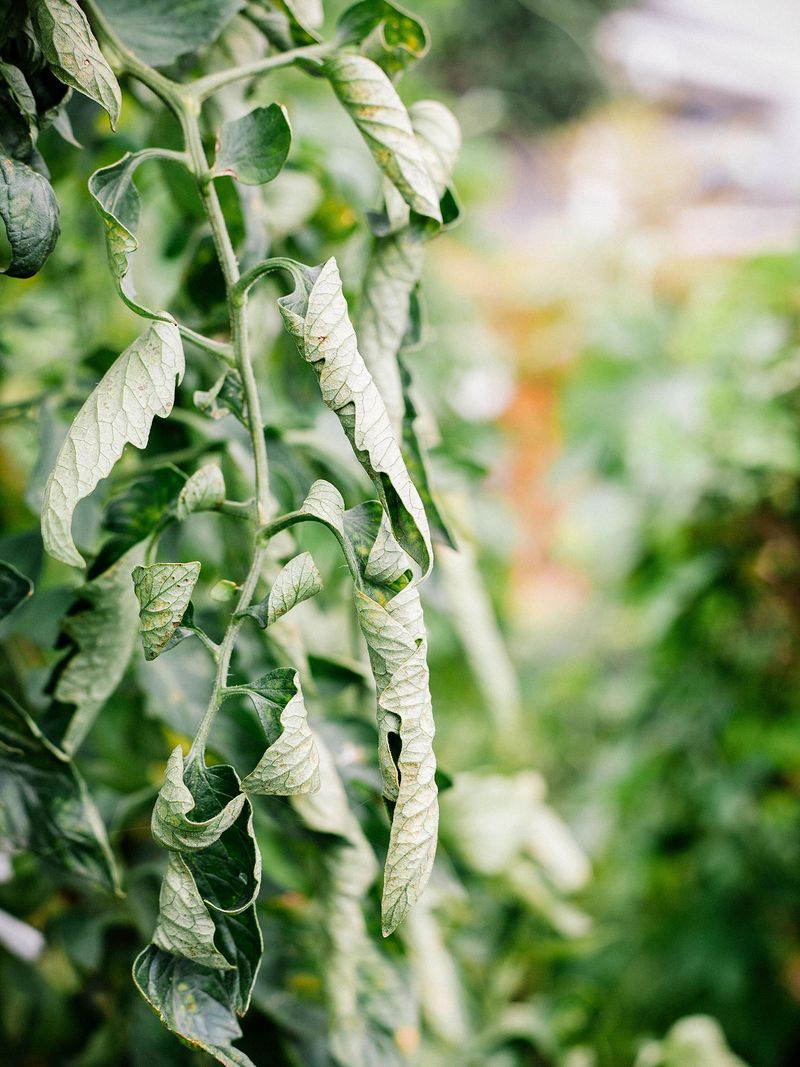 Heat Can Trigger a Leaf-Water Imbalance