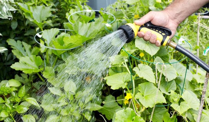 Heat Helps, but Consistent Water Sustains Production