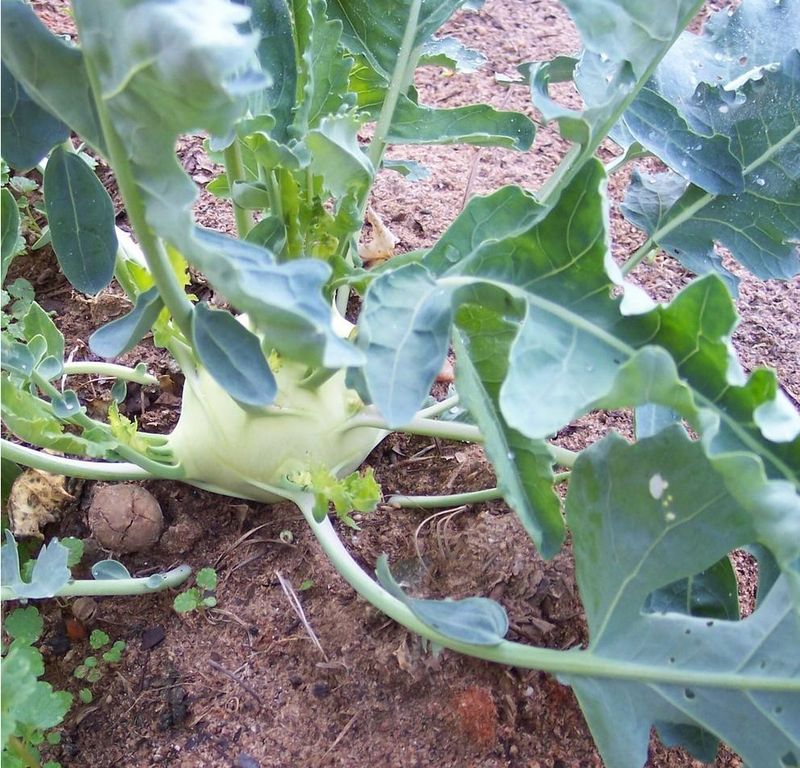 Heat and cultivar can change the outcome