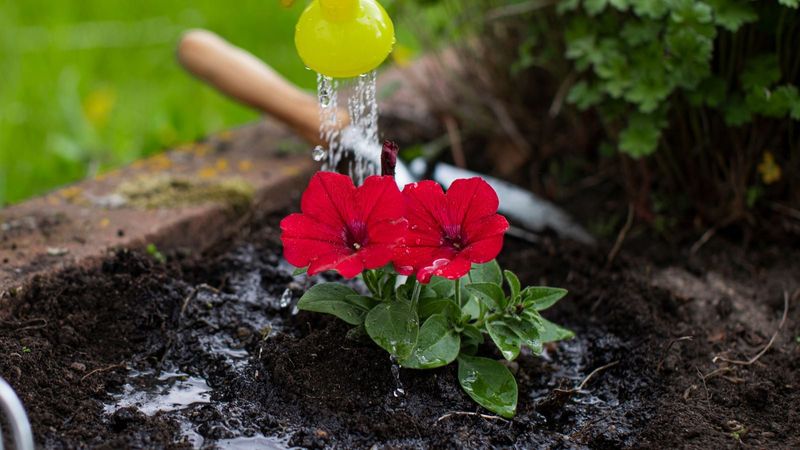 Heat and moisture can limit continued flowering