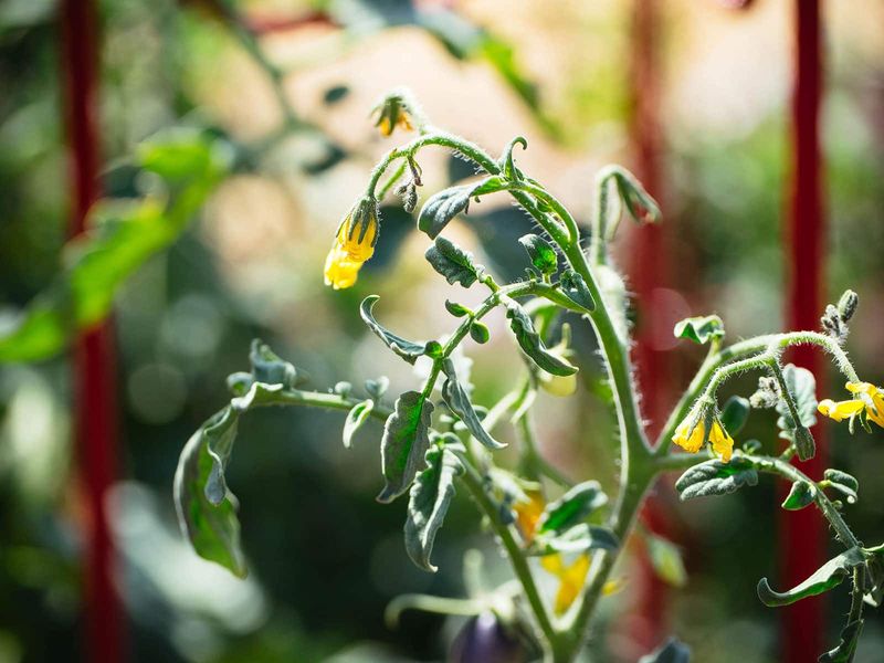 Heat can matter more than cold for fruit set in the South