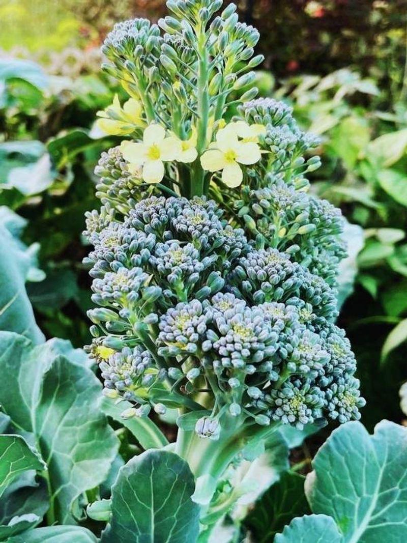 Heat can speed flowering without being the original cause