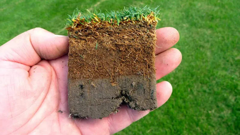 Heavy Thatch In The Lawn Heavy Thatch In The Lawn