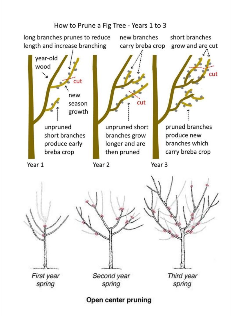 Heavy cuts can cost a common fig’s early crop Heavy cuts can cost a common fig’s early crop