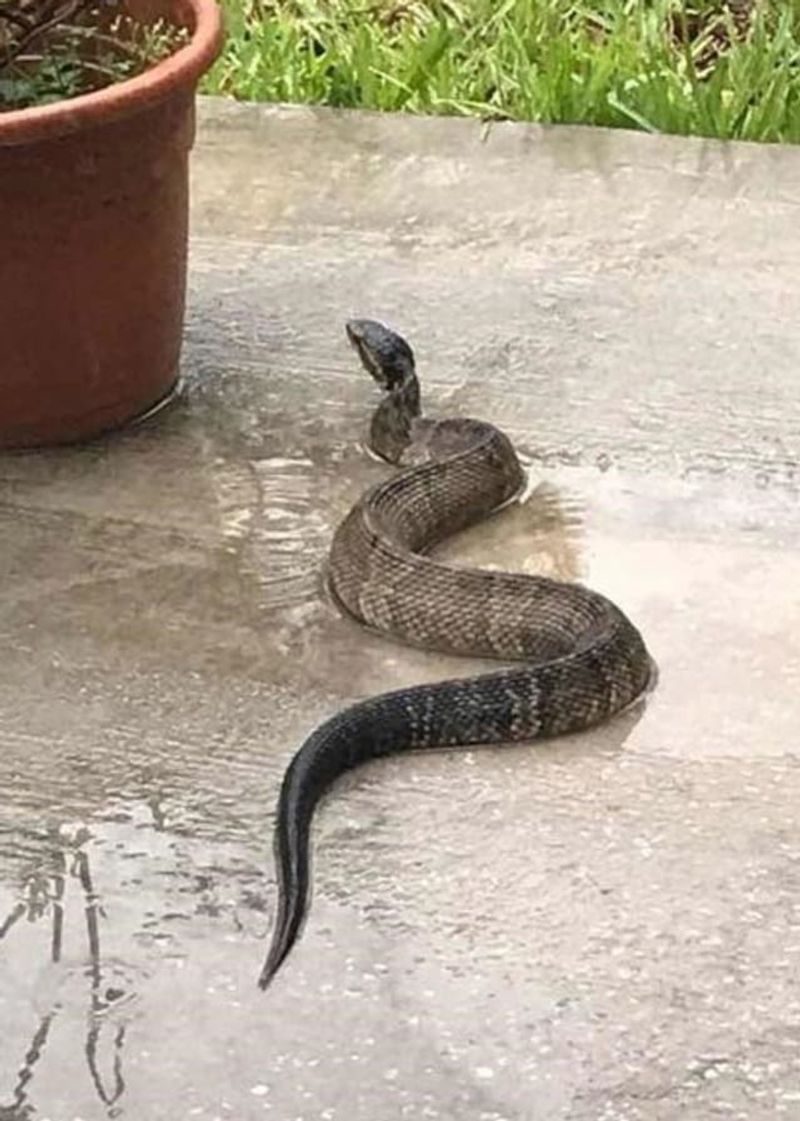 Heavy rain can move snakes onto the higher ground around a house