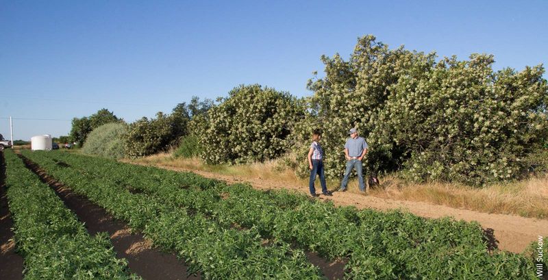 Hedgerow Farms