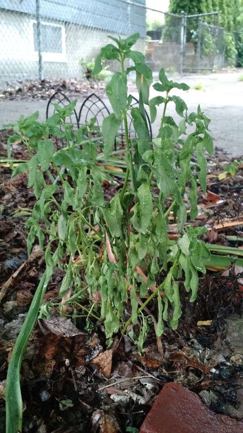 Help heat-stressed plants without overwatering them