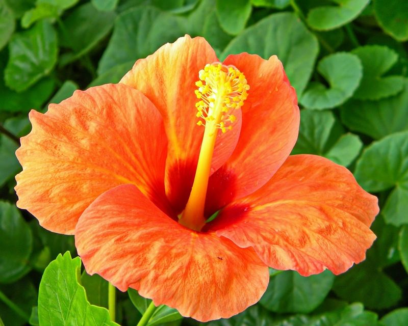 Hibiscus Hibiscus