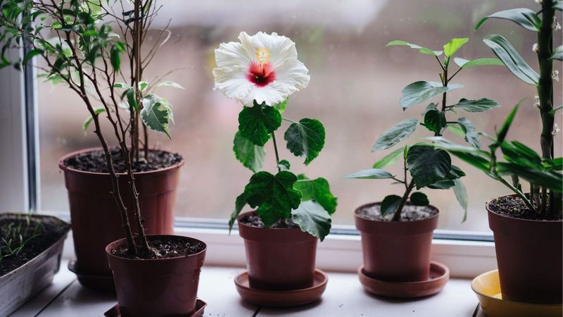 Hibiscus