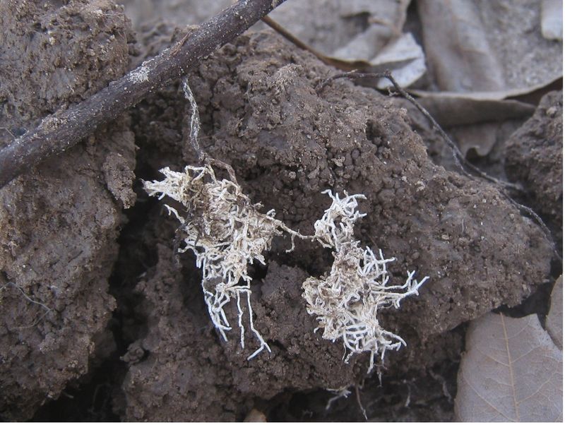High-pH soil can make zinc unavailable