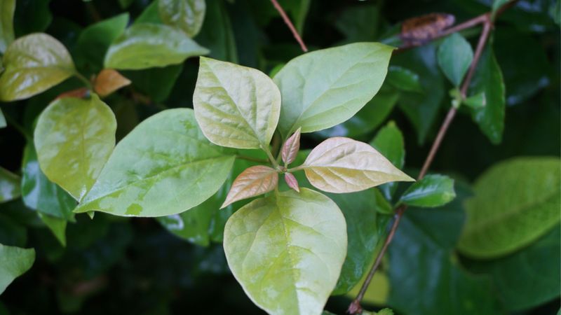 Hold back nitrogen when the plant is all leaves