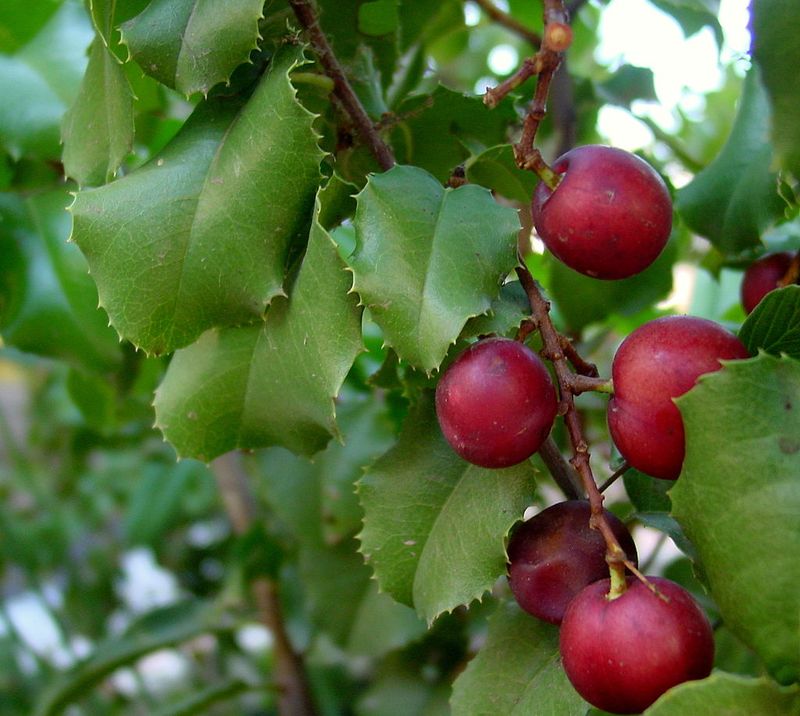 Hollyleaf Cherry (Prunus ilicifolia)
