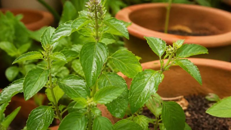 Holy Basil