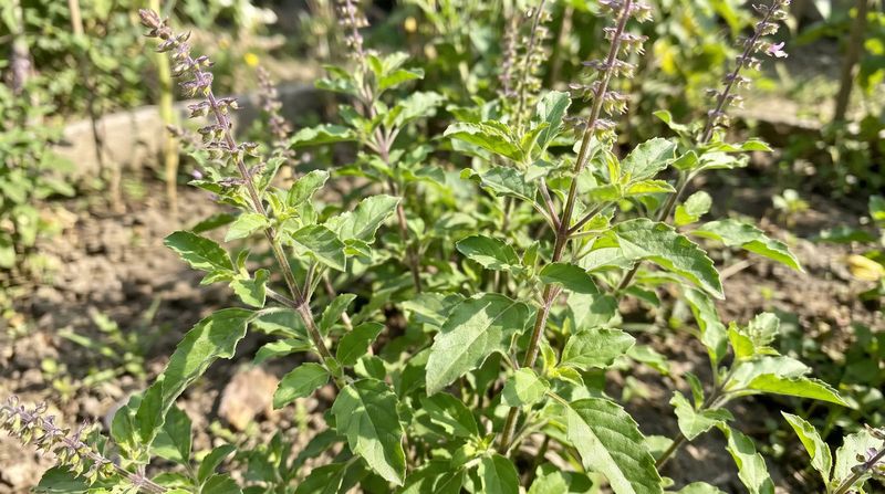 Holy Basil