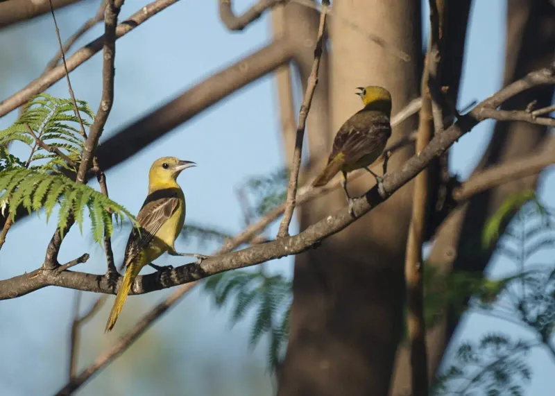 Hooded Orioles search the canopy for insects Hooded Orioles search the canopy for insects