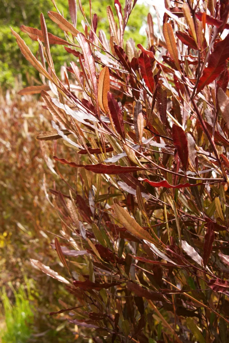 Hopseed Bush (Dodonaea viscosa)