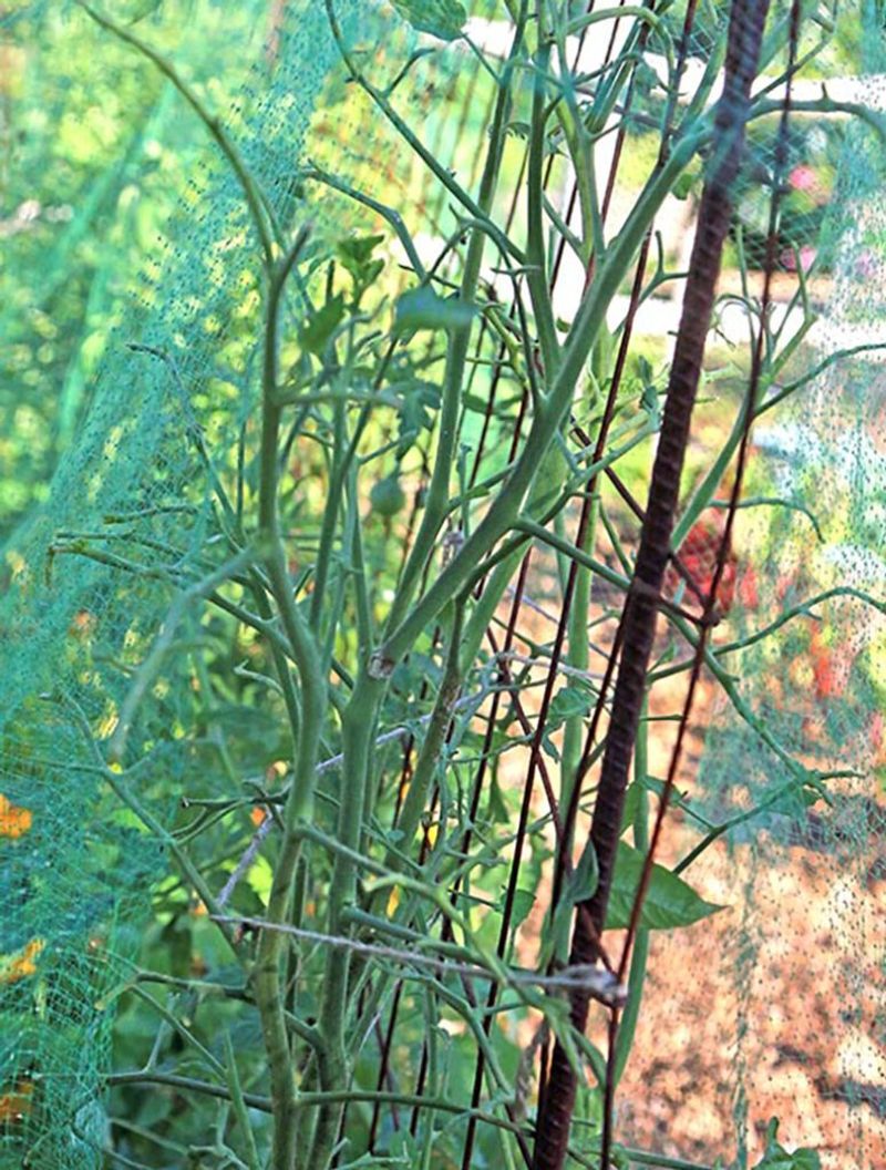 Hornworms can strip foliage quickly—but not every plant will be ruined overnight