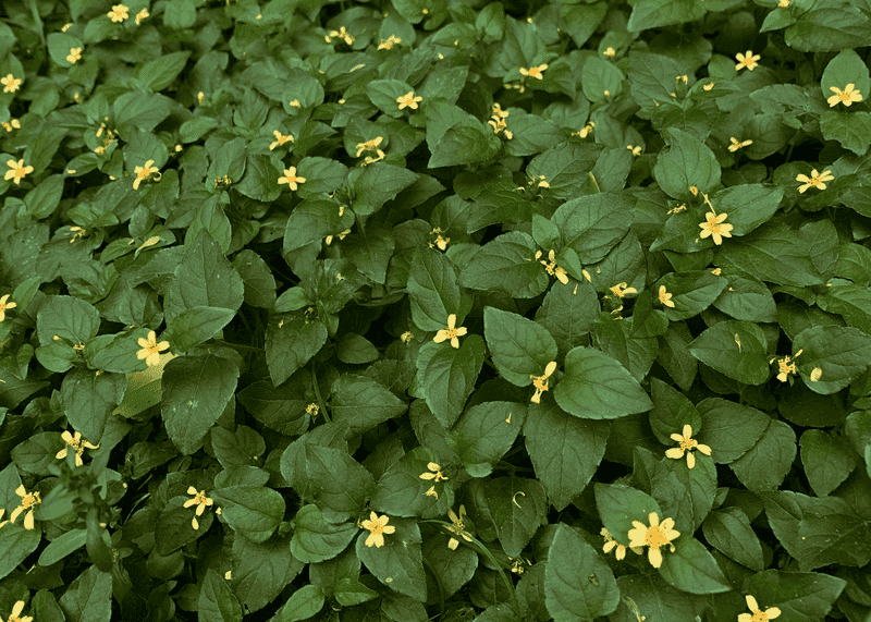 Horseherb Gives the Bare-Oak Zone a Texas-Native Option