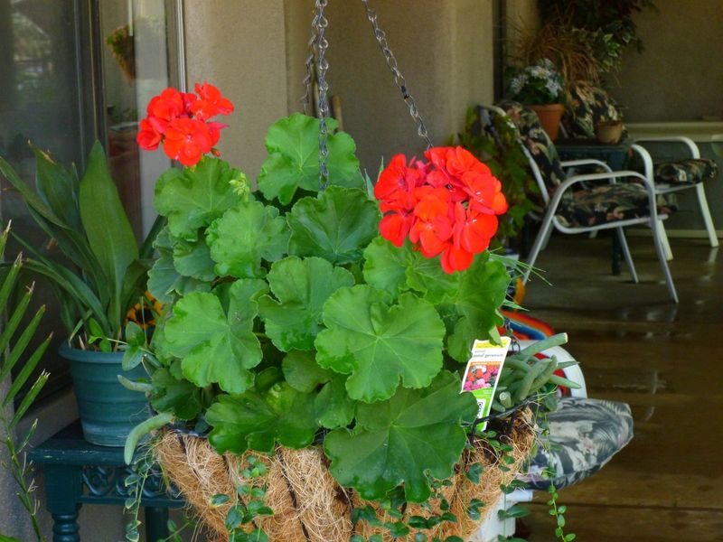 Hot Southern Weather Can Pause Flowering