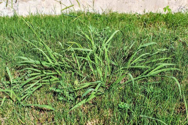 Household vinegar is not a lawn-safe crabgrass solution