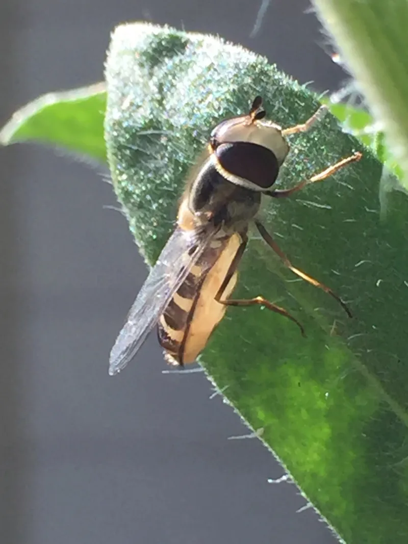 Hoverflies can help, but they will not guarantee an aphid-free garden