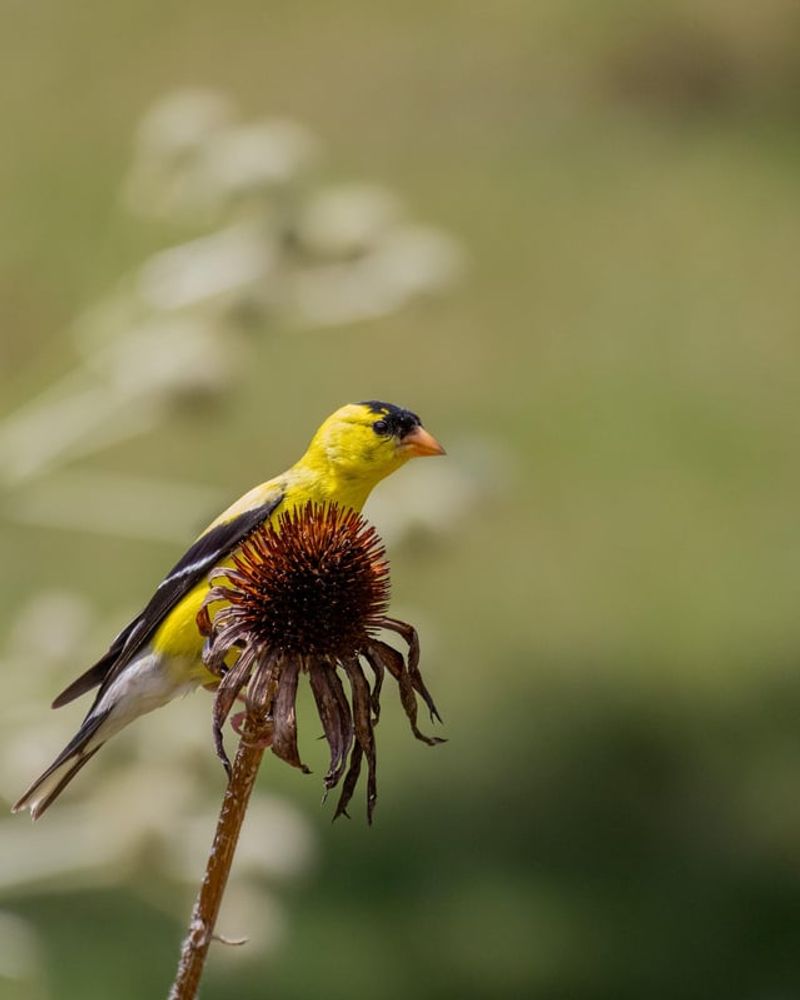 How Goldfinches Use Mature Coneflower Seeds
