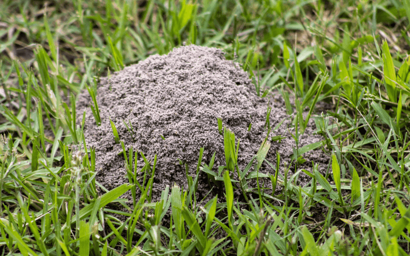 How can you check activity without making the mound boil over?