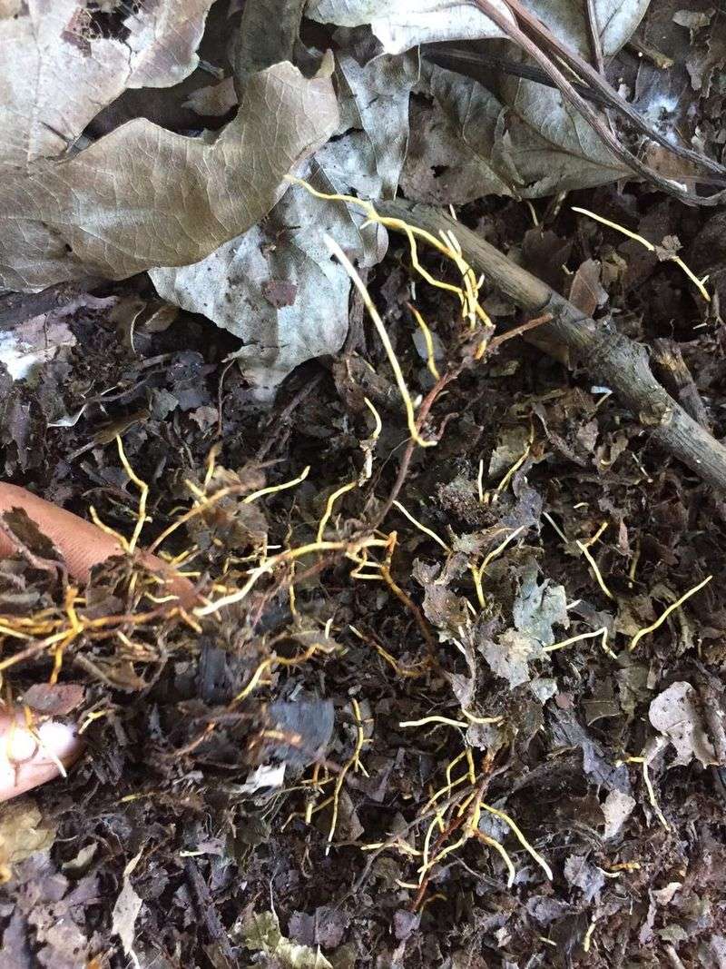 How extremes of wet and dry affect avocado roots How extremes of wet and dry affect avocado roots