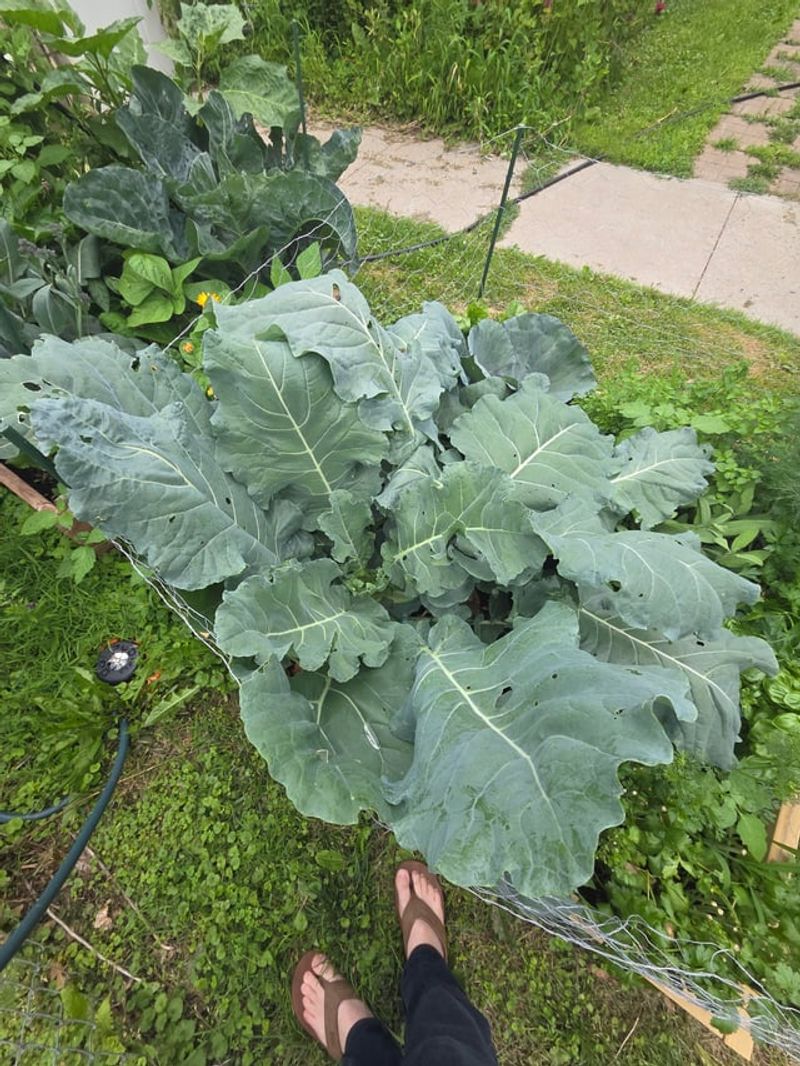 How late nitrogen can keep broccoli excessively leafy