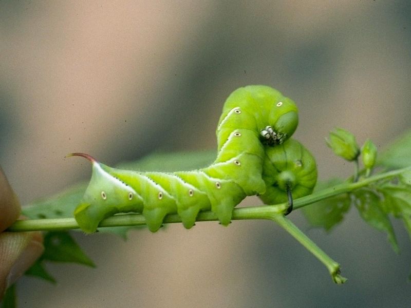 How to Confirm a Tomato or Tobacco Hornworm How to Confirm a Tomato or Tobacco Hornworm