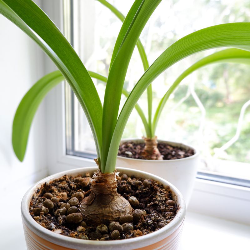 How to Give the Bulb a Safe Indoor Rest How to Give the Bulb a Safe Indoor Rest