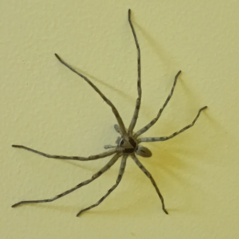How to recognize a pantropical huntsman How to recognize a pantropical huntsman