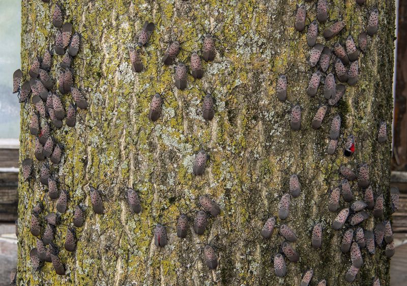 How tree-of-heaven can intensify a local nuisance How tree-of-heaven can intensify a local nuisance