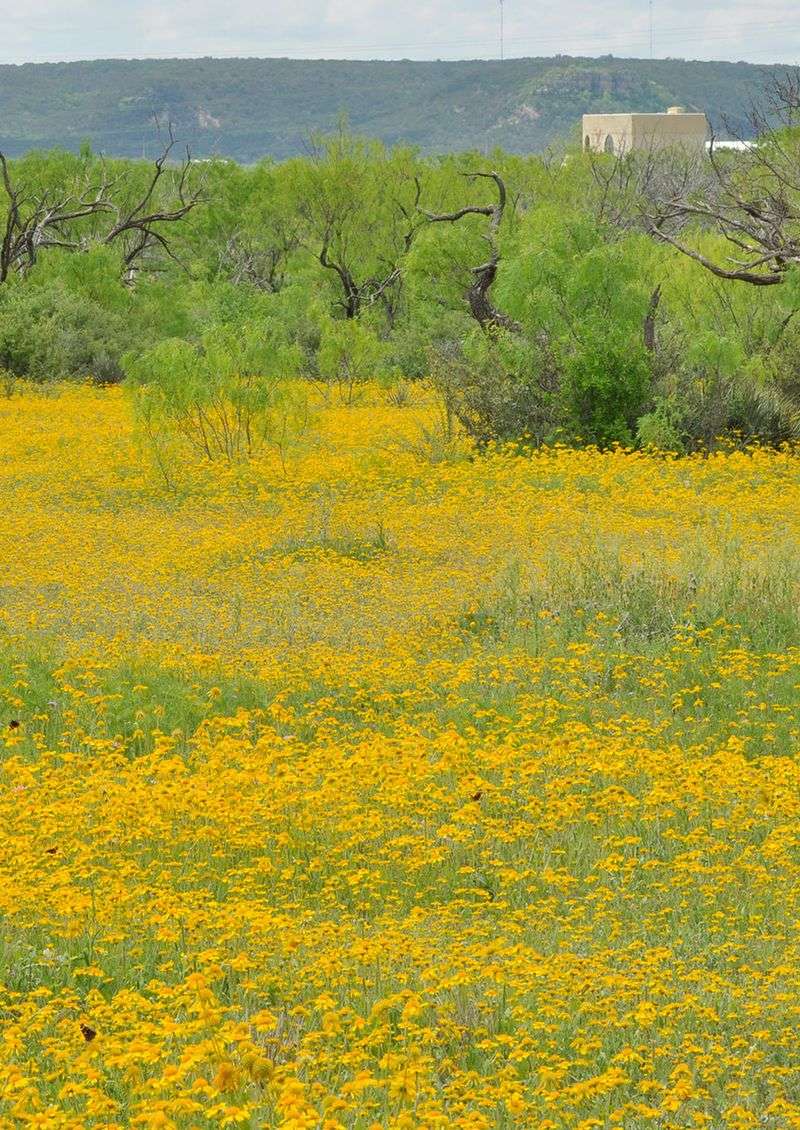 Huisache daisy is a strong Texas match for the gold-display premise