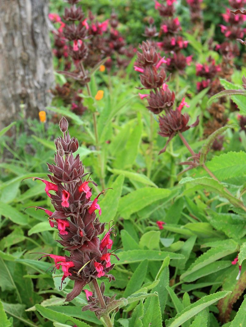 Hummingbird Sage (Salvia spathacea)