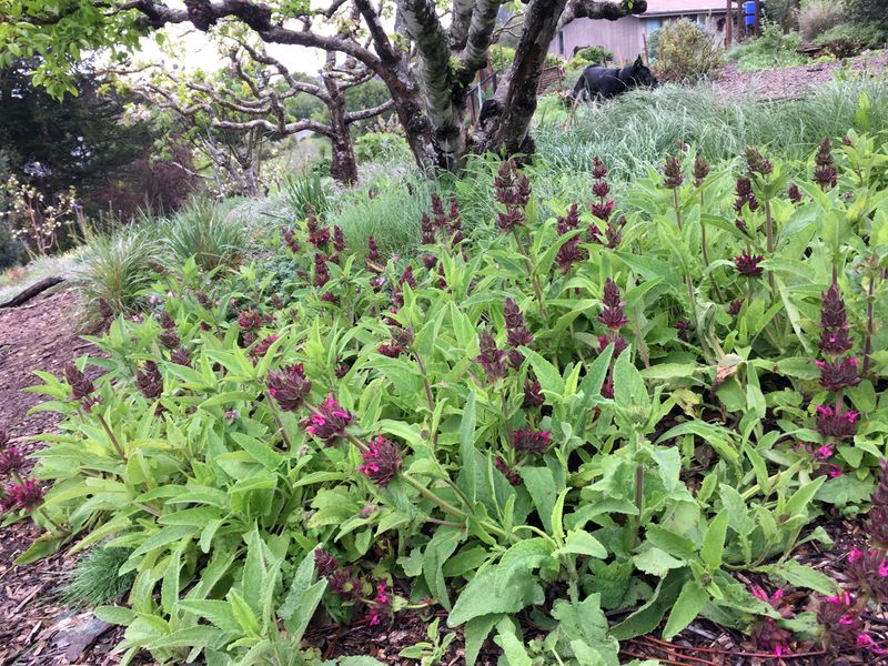 Hummingbird Sage (Salvia spathacea)