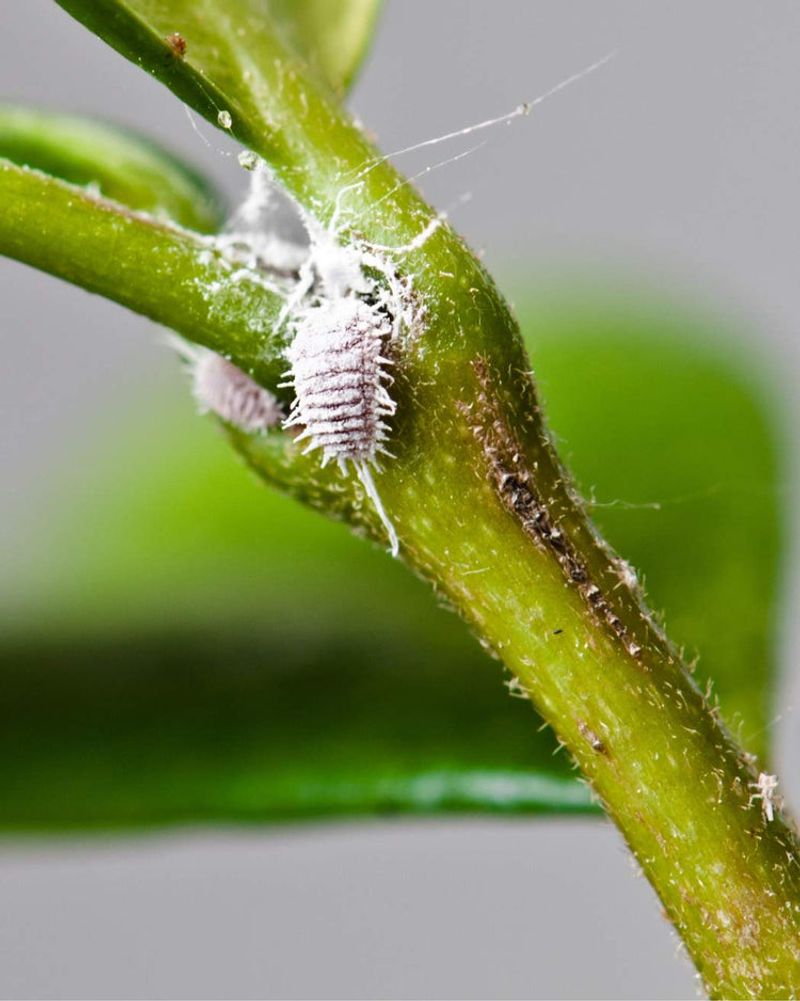 Hunt for Mealybugs in the Stem Joints