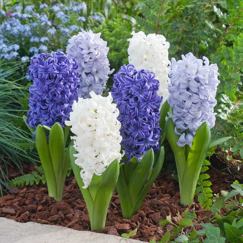Hyacinths