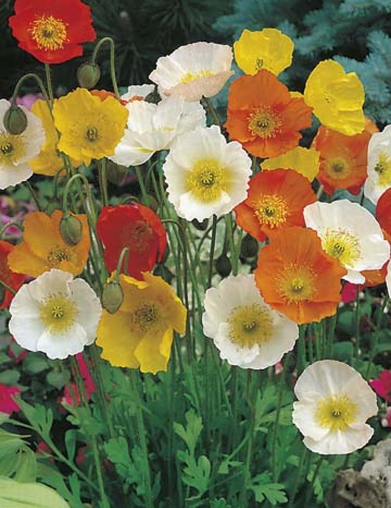 Iceland Poppy