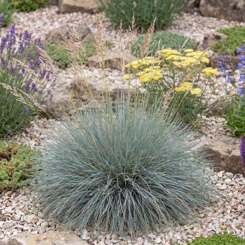 Idaho Fescue (Festuca idahoensis)