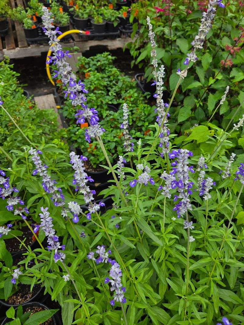 Identify Salvia farinacea before you prune