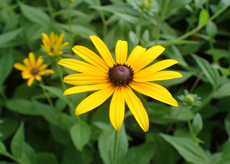 Identify Which Black-eyed Susan You Grow
