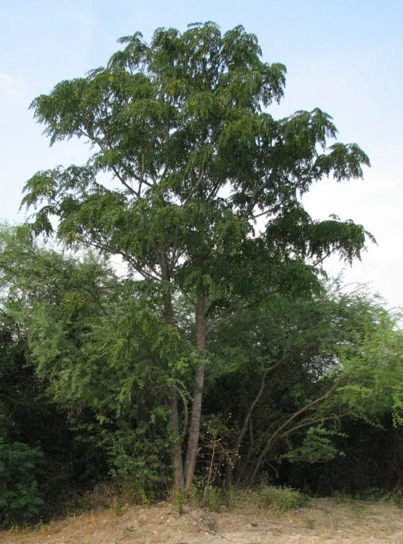 Identify chinaberry before disturbing the site