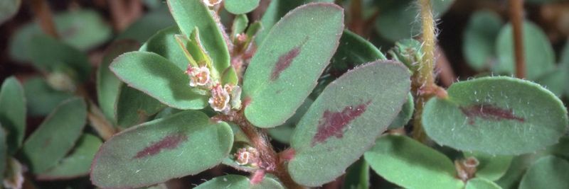 Identify spotted spurge before you treat it