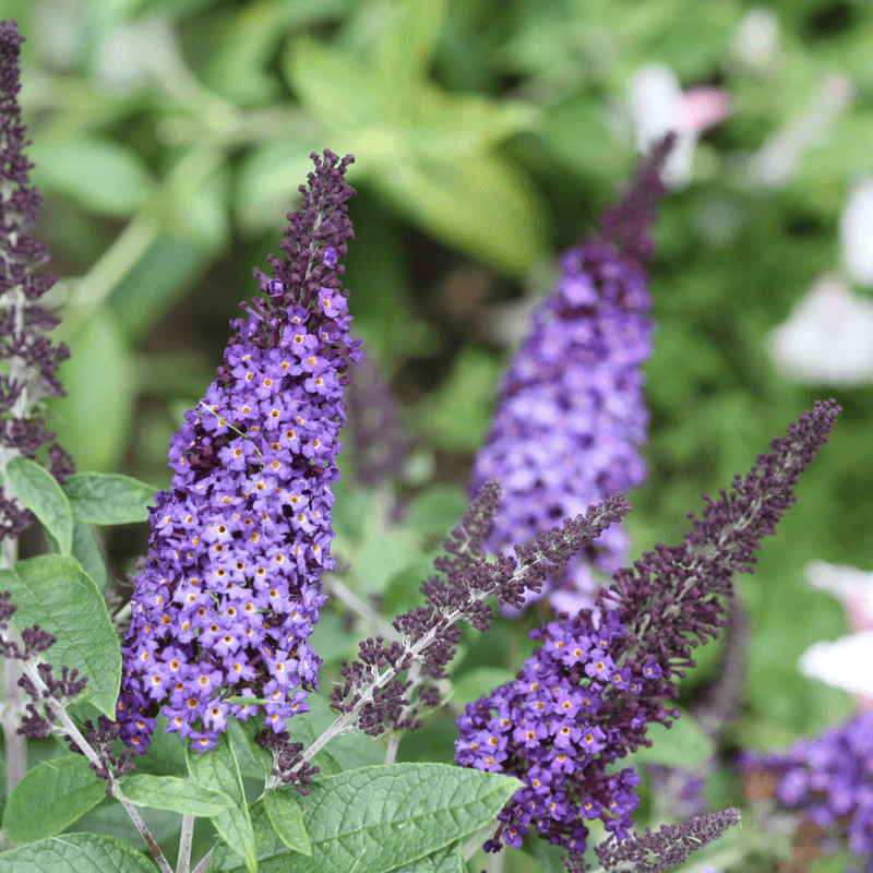Identify the Buddleja before applying species-specific advice Identify the Buddleja before applying species-specific advice