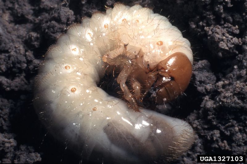 Identify the Grub Before Calling It a Japanese Beetle Identify the Grub Before Calling It a Japanese Beetle