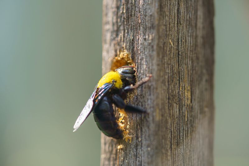 Identify the Large Carpenter Bee Before You Treat the Wood