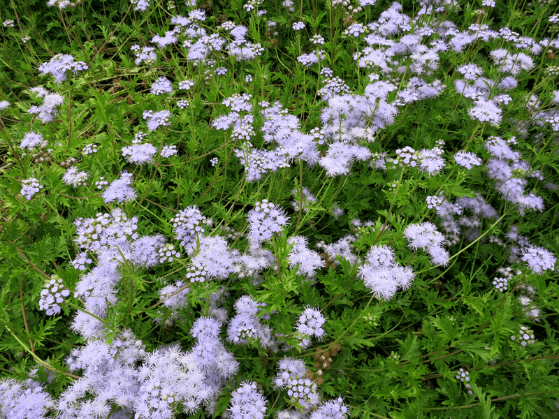 Identify the Plant and Find the Right Name Identify the Plant and Find the Right Name